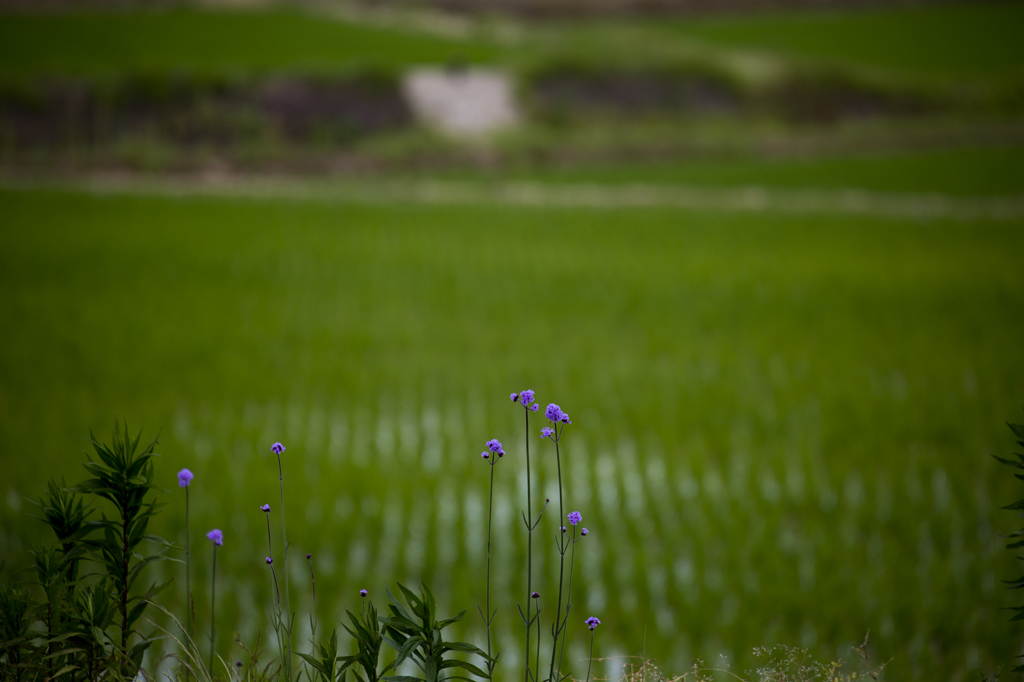 青い花