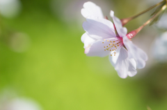 桜