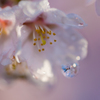 雫