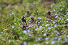 2013_04_01紫の花