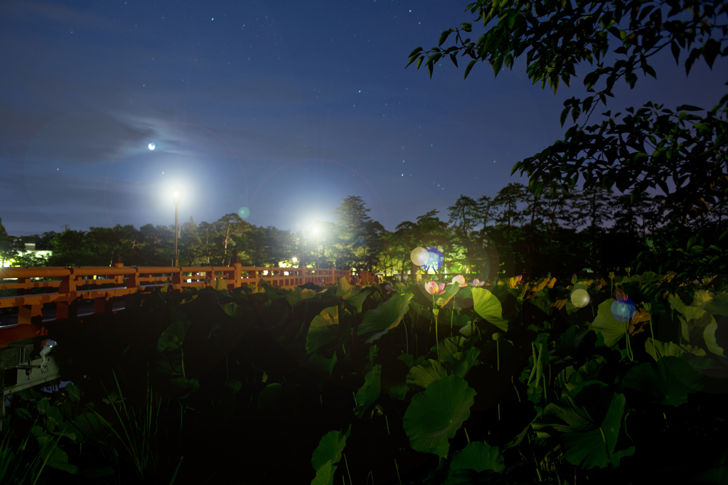 真夜中の高田公園ハス祭り