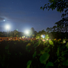 真夜中の高田公園ハス祭り