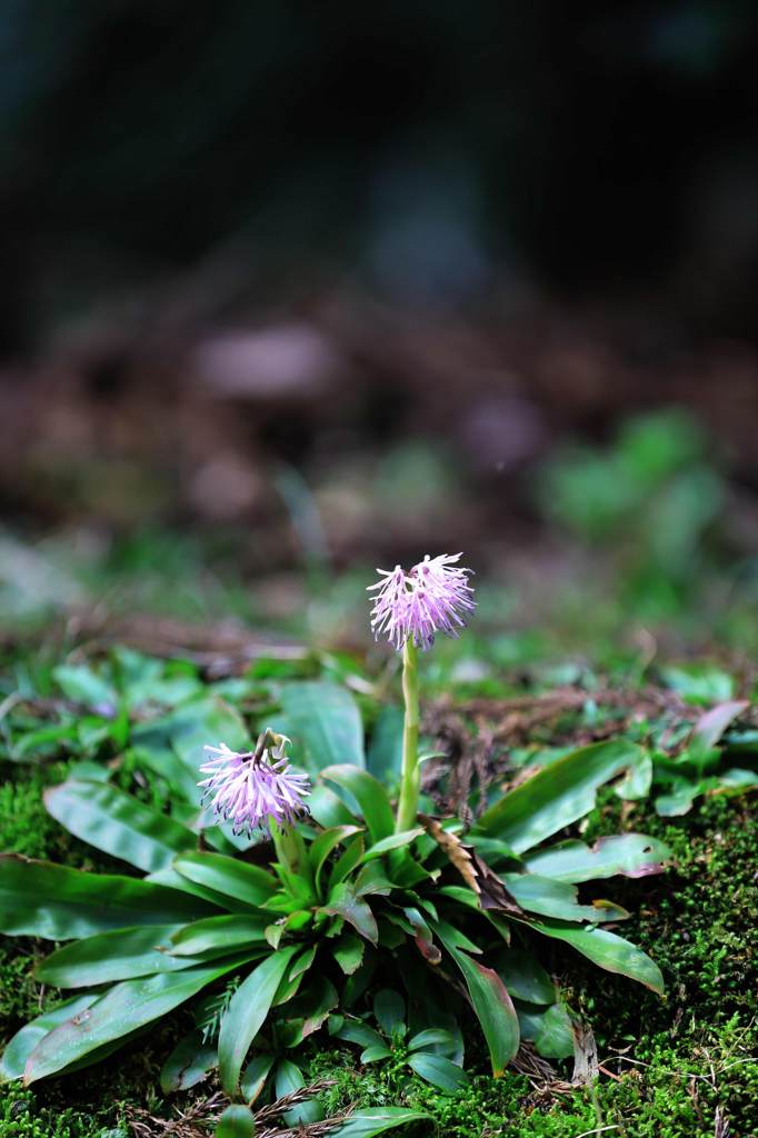 水と森公園_紫の花