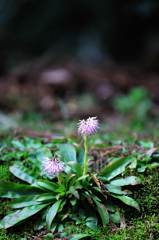 水と森公園_紫の花