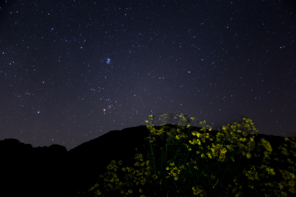 星と花