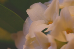 沈丁花アップ