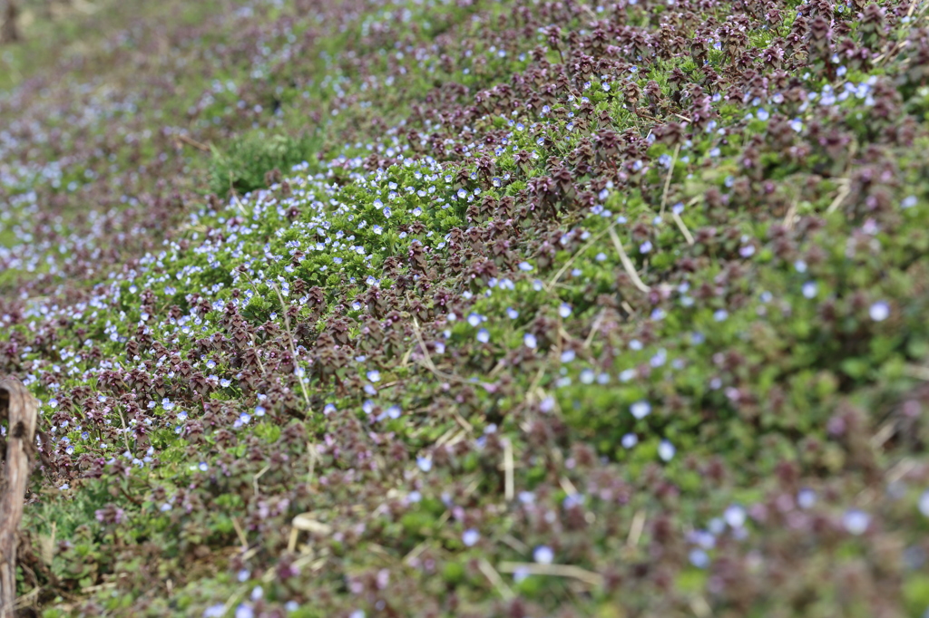 2013_04_01花道４