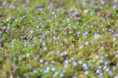 2013_04_01花道5