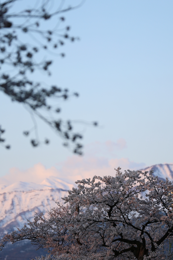 2013_04_13高田公園7