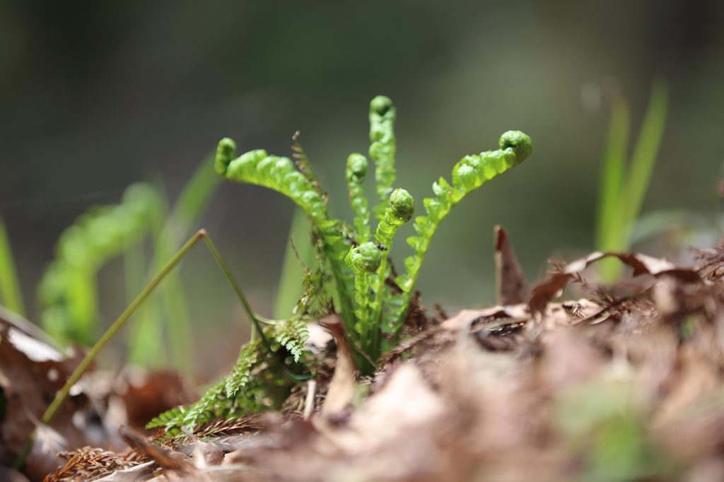 水と森公園_シダ2