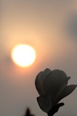 モクレンと夕日