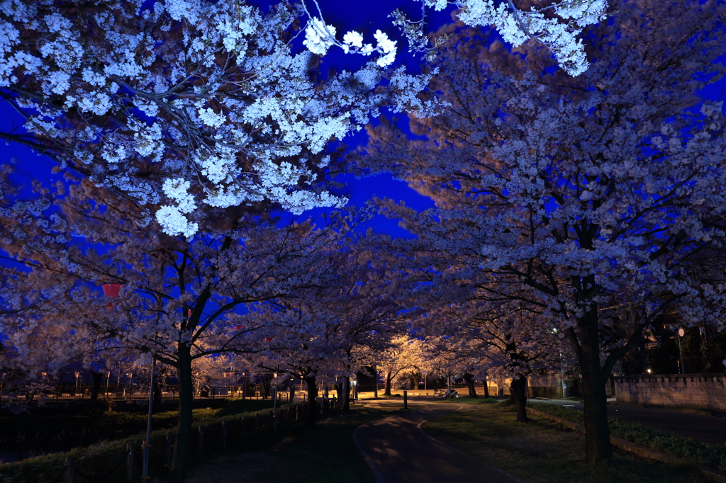2013_04_14高田公園5