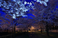 2013_04_14高田公園5