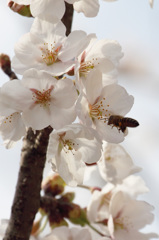 桜とミツバチ３