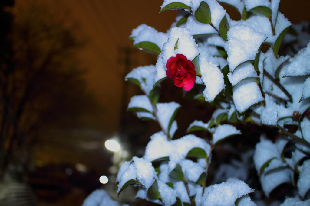 夜山茶花