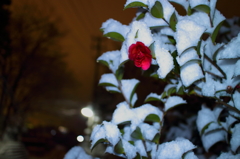 夜山茶花