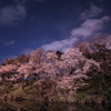2013_04_13高田公園2