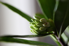 沈丁花の蕾