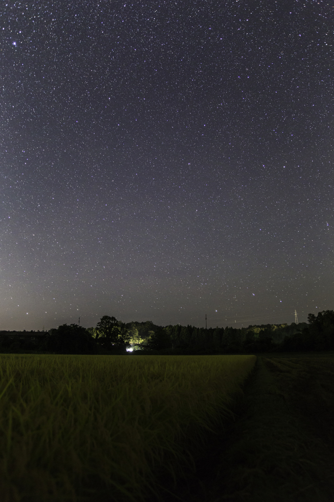 稲と星