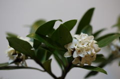 沈丁花
