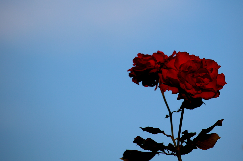 空バックのバラ