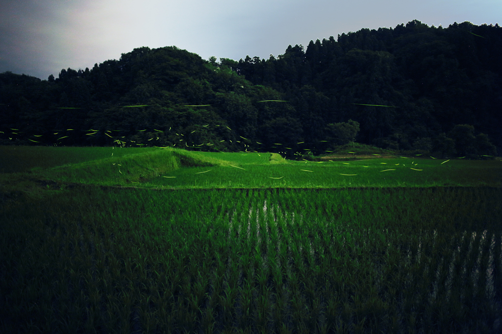 2013-06-14初蛍