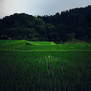 2013-06-14初蛍