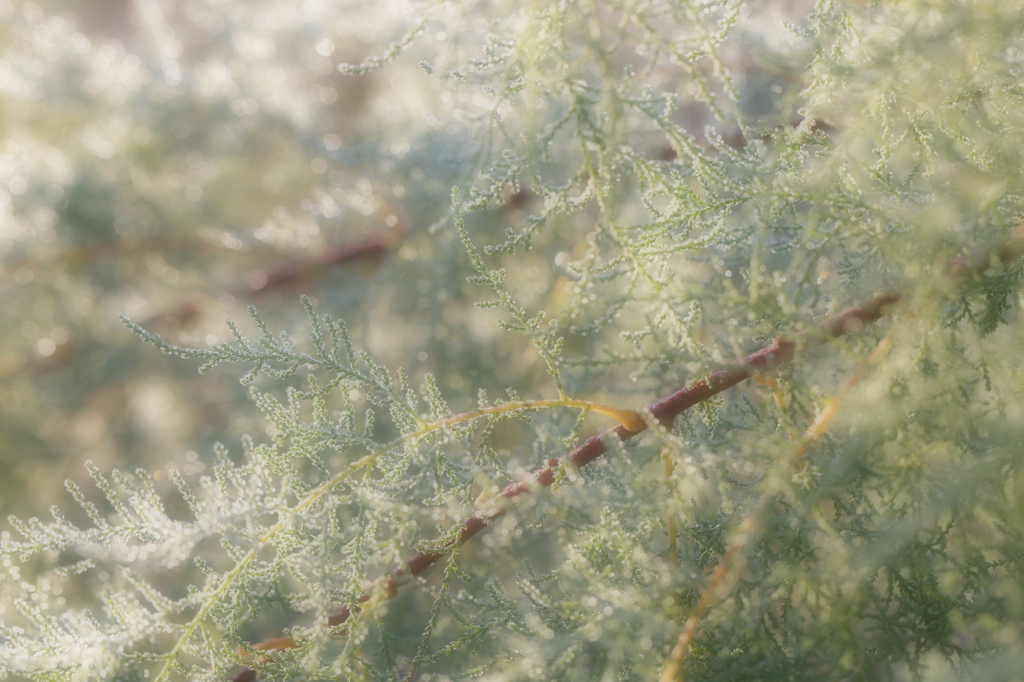 朝露（ふんわりバージョン）