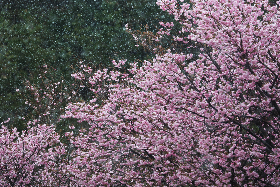 八重と雪