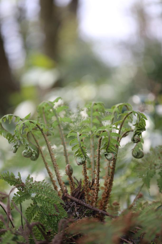 水と森公園_シダ