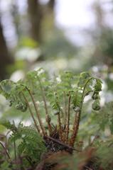 水と森公園_シダ