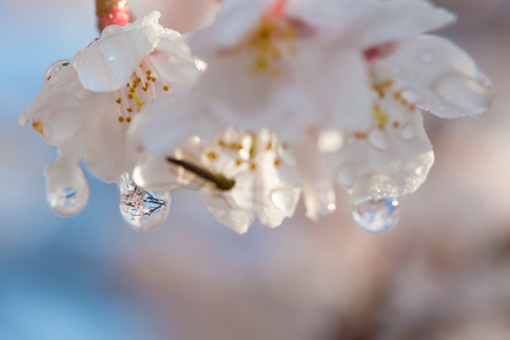 雫