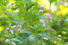 ピンクの花