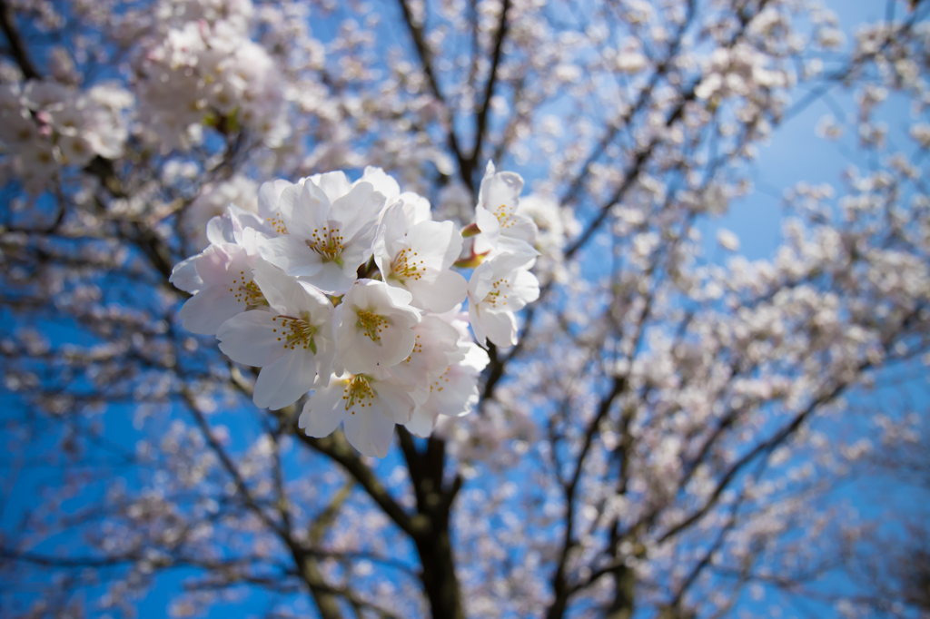 桜