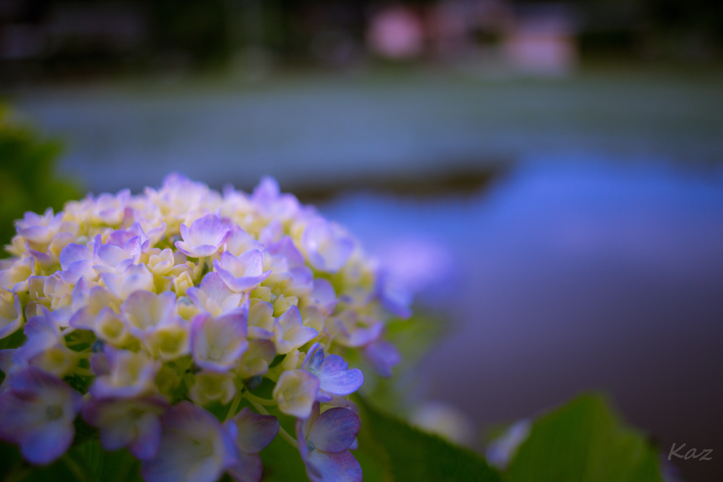 紫陽花