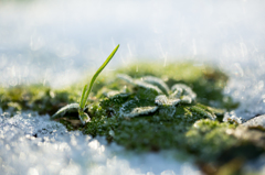 雪と雑草