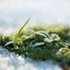 雪と雑草