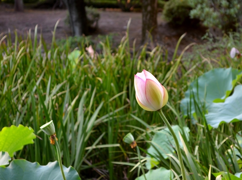 たぶん蓮の花