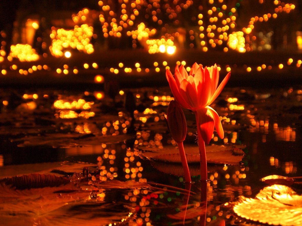 夜光に満ちた水の花