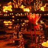 夜光に満ちた水の花
