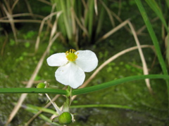 田んぼの花