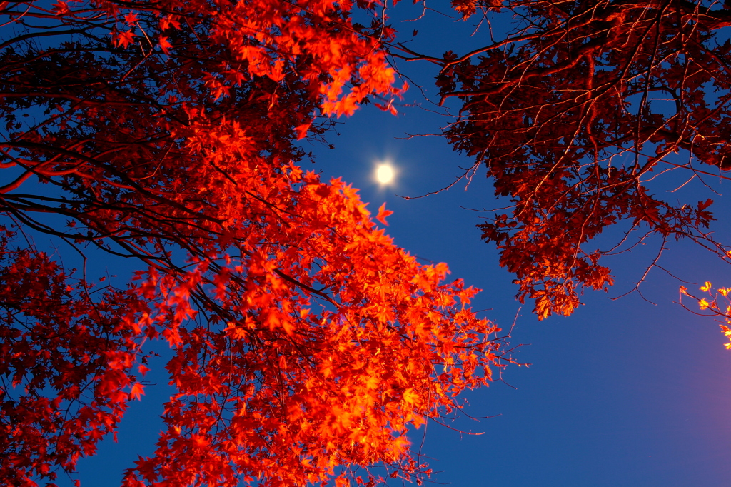 紅色を眺める月