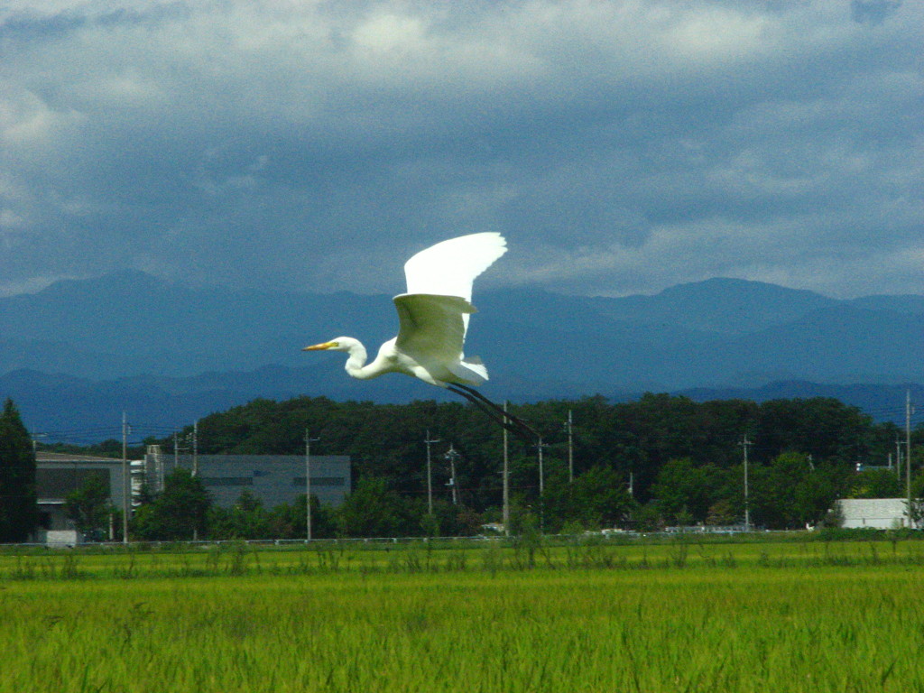 サギ