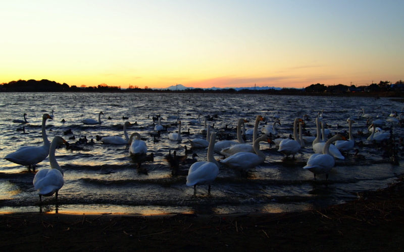 夕暮れの水鳥たち