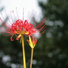 天上の花