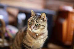 キジトラ ルル