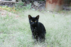 猫 クロスケ