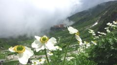 千畳敷のお花畑