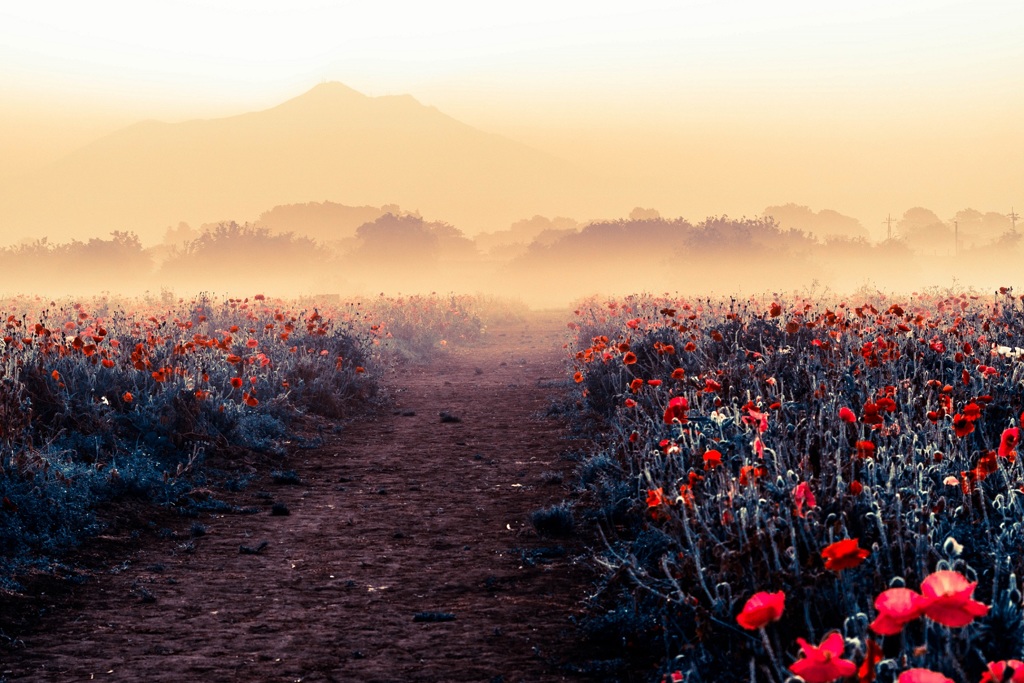 Waking of poppies