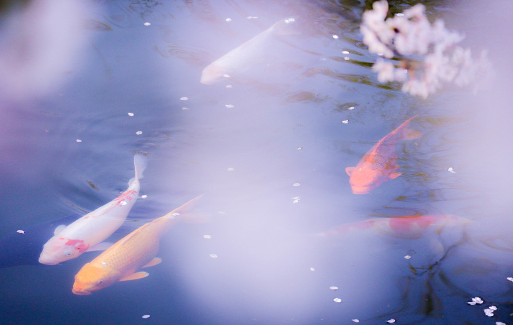 Pond in spring